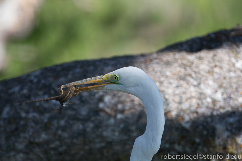 egret with lizard